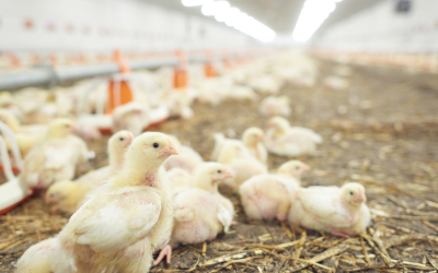 Volaille et œufs : une production concentrationnaire générant de nombreux impacts environnementaux