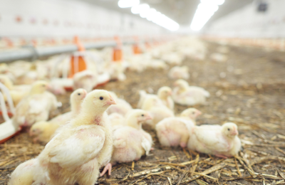 Catégorie Volaille et œufs : une production concentrationnaire générant de nombreux impacts environnementaux
