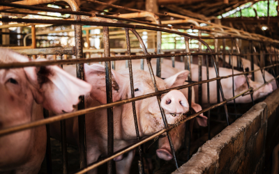 La viande de porc, le pire en matière d’élevage, les algues vertes en retour