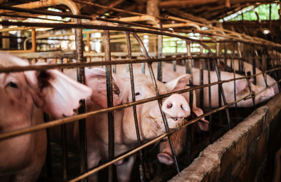 Catégorie La viande de porc, le pire en matière d’élevage, les algues vertes en retour