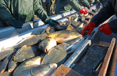 Catégorie Consommation de poisson et autres animaux aquatiques : menace pour les écosystèmes marins et le climat
