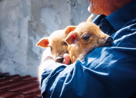 Catégorie Pour les animaux