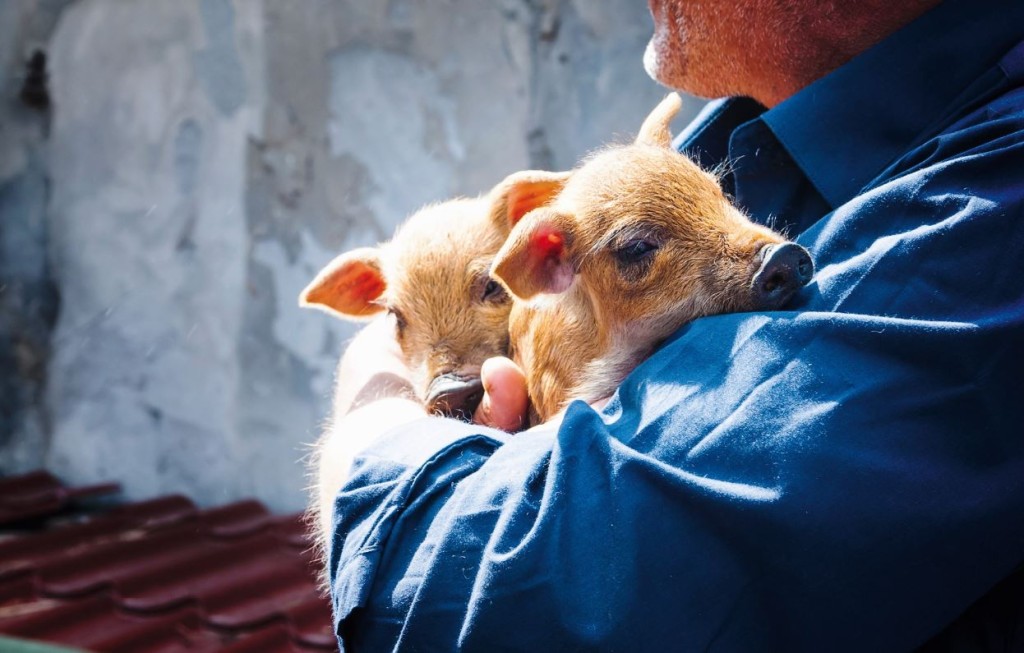 pour-les-animaux manger végé pour les animaux