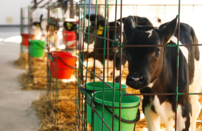 Catégorie L’impact des produits laitiers