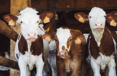Catégorie La viande rouge, cauchemar du GIEC et des vaches